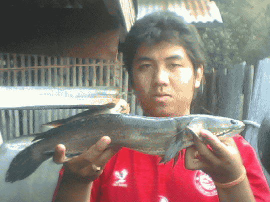 ทริบปลาช่อนปี50