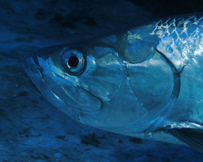 เอารูปปลามานั่งเทียบกัน 6  ( ภาค Tarpon  )