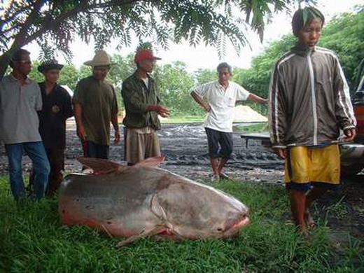 รวมปลาบึกตัวใหญ่ๆครับ