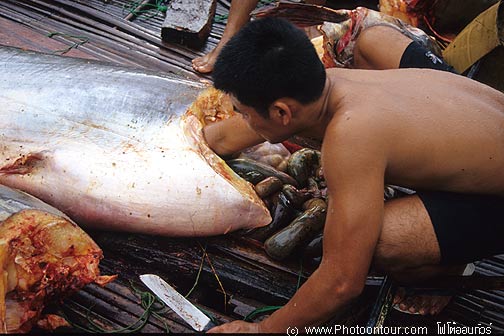 รวมปลาบึกตัวใหญ่ๆครับ