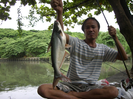 คลองแสนแสบน้ำดำปี๋...ยังมีปลาใหญ่