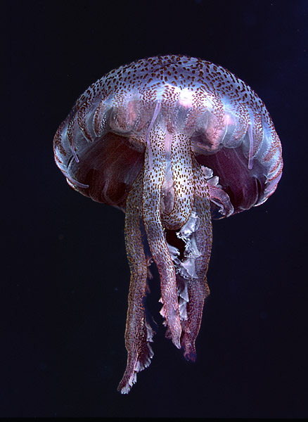 ข่าว ; Jellyfish increase.