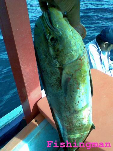 เกาะราชา ^ ภูเก็ต^  วันสบายๆ กับ   Fishingman