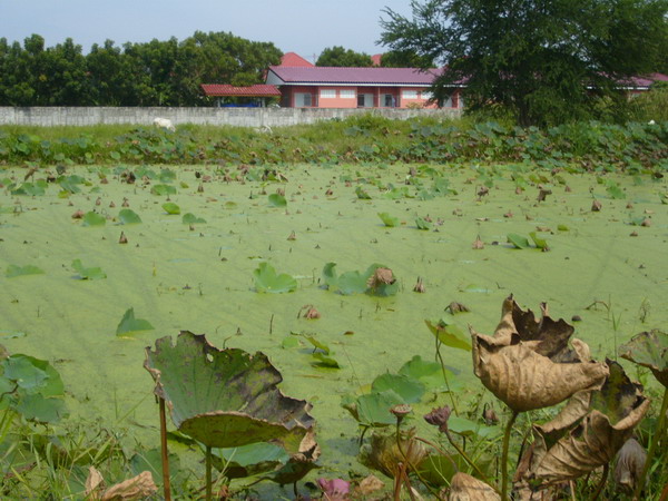 พาเพื่อนไปตีเบ็ดครั้งแรก(โดนเลย)