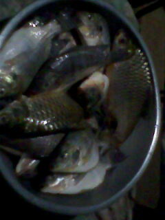 ปลาของเพื่อน