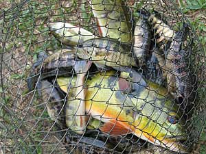 Alien Fish Culling at Subang Jaya Lake by PeMM