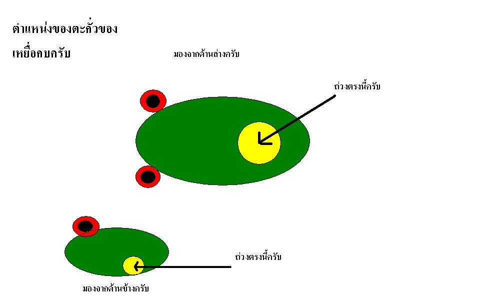 ตำเเหน่งตะกั่วของกบ