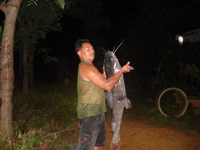 เขื่อนศรีฯยังมีปลา (แพฉลุย) : Fishing Photo