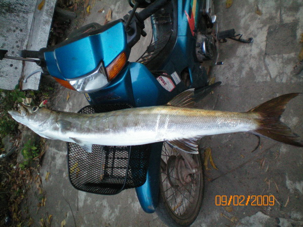 MADE  OF  BALSA  2