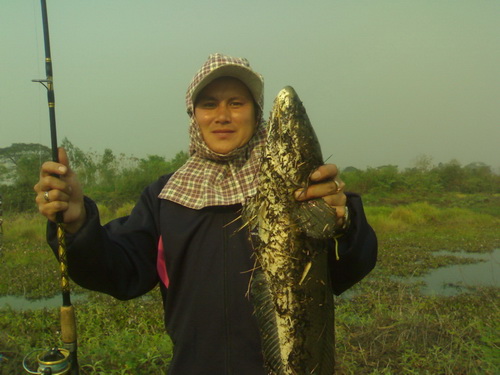 ชะโดและช่อนต้นฤดูแห่งการล่าที่บ้านกาดถี อ.ป่าแดด