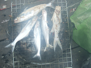 ความสุขที่เรือนแพฟิชชิ่ง บางไทร กับมือใหม่คับ