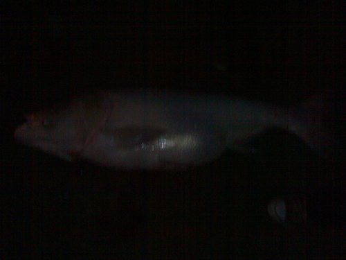 ปลาจีน 24โลริมน้ำน่าน