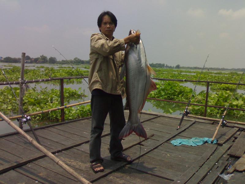 ที่แพลุงแก่บางไทร 