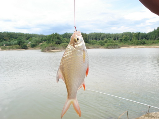 คลองอู่ตะเพา สายบ้านพรุ จ.สงขลา กำลังจะหมดปลา