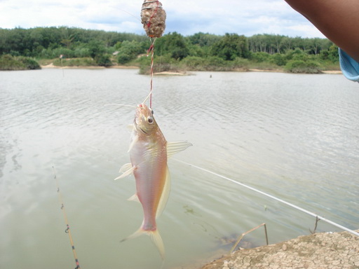 คลองอู่ตะเพา สายบ้านพรุ จ.สงขลา กำลังจะหมดปลา