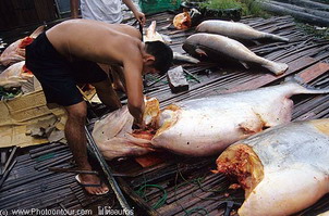 เมื่อวิลลี่โดนเชือด  ( test นะคร้าบ )