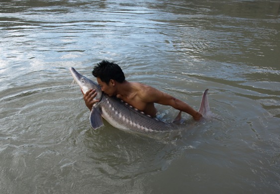 Sturgeon Fishing / Canada