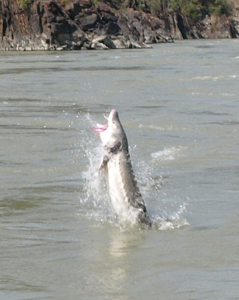 Sturgeon Fishing / Canada