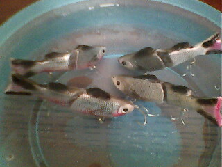 slide bait  ฉบับสมบรูณ์แบบที่สุด
