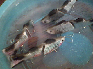 slide bait  ฉบับสมบรูณ์แบบที่สุด