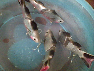slide bait  ฉบับสมบรูณ์แบบที่สุด