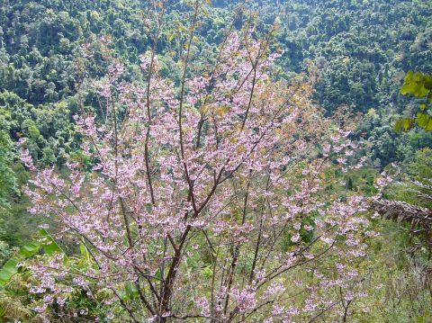 เข้าฤดูหนาวแล้วชวนไป 'ท่องเที่ยวทั่วน่าน'