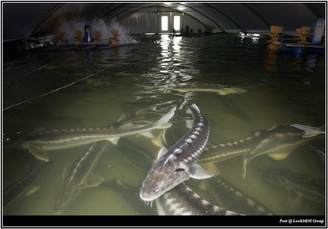 มาดู ฟาร์มปลาสเตอร์เจี้ยน  ที่รัสเซีย 
