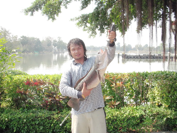 ชะโดในวันงานตกปลาเชิงอนุรักษ์ที่สวนสมเด็จฯ นนทบุรี