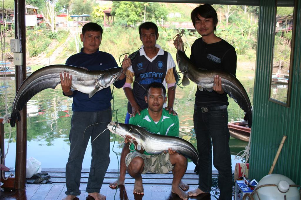 ปลาเค้า วันนี้เป็นของเรา สังขะ กาญจนบุรี 