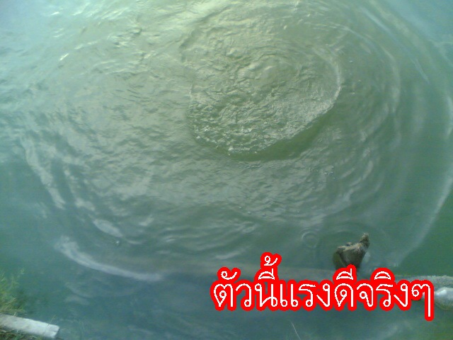 ปลาดุกยักษ์ บุกประชานิเวศน์