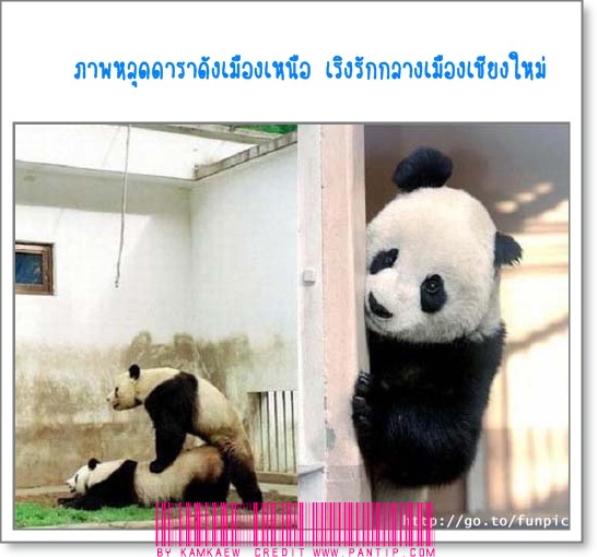 รวมกระทู้ คลายเคลียด ครับ