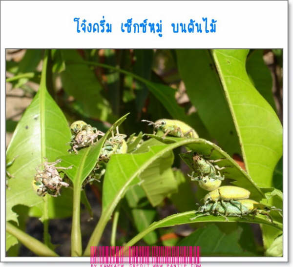 รวมกระทู้ คลายเคลียด ครับ