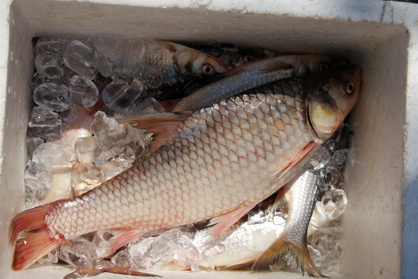 เรือนแพ fishing วันอาทิตย์นี้ล่ะคับ