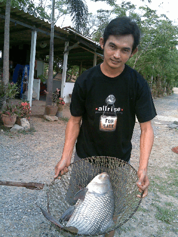 กระโห้บ่อต้นหว้าสิงห์บุรี