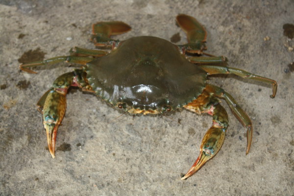 ขอเหยื่อตกปูหน่อยครับ