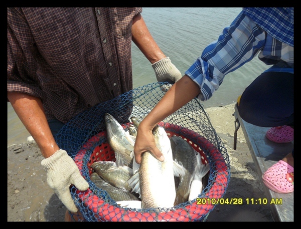 บ่อปลากระพงน้องพลอยลงปลาเพิ่มทุกอาทิตย์