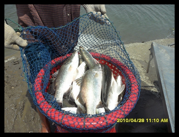 บ่อปลากระพงน้องพลอยลงปลาเพิ่มทุกอาทิตย์