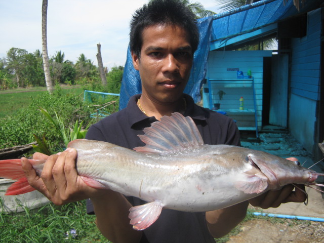 ภาพกะพงบุฟเฟ่ต์ บ่อเทกซัส ชวนชม