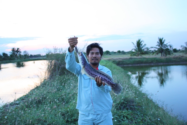 ทริพย้ายปลาชะโดมีกระพงใหญ่แถม