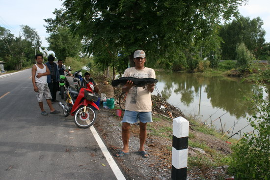 ชะโดคลองขุนศรี