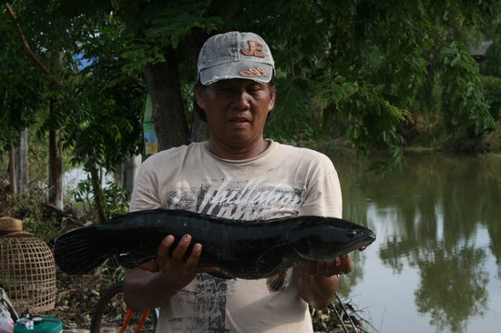 ชะโดคลองขุนศรี