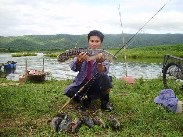 เปิดฤดูกาลล่าชะโดที่เชียงรายครับ ภาค 2 สัญญาว่าจะเ