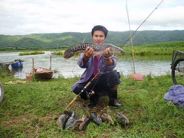 เปิดฤดูกาลล่าชะโดที่เชียงรายครับ ภาค 2 สัญญาว่าจะเ