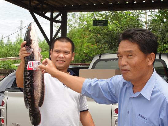 ชะโดลองส่งครับ