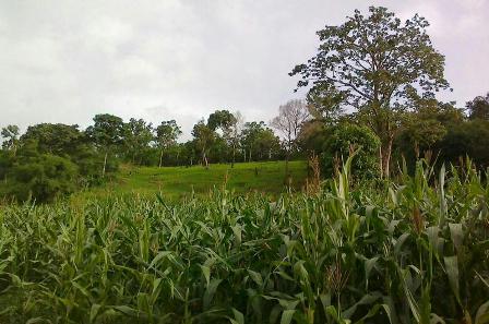 ธรรมชาติ ป่าเขา ปลาช่อน สวนส้ม (ลองส่ง)