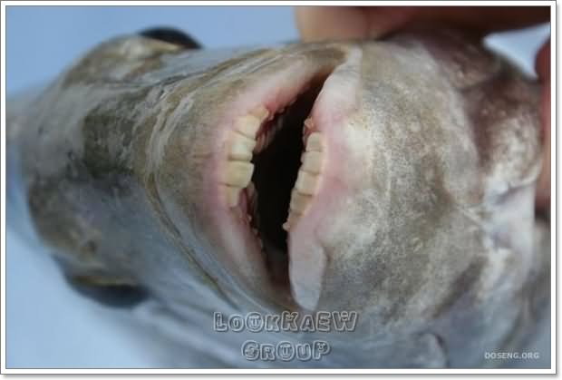 ปลาที่มีฟันเหมือนคน