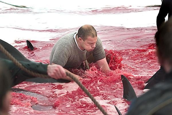 เทศกาล ล่าปลาโลมาและวาฬในประเทศไอซ์แลนด์ นอร์เวย์ 