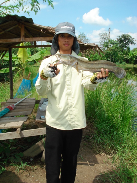 กระพง ช่อน หนองจอก