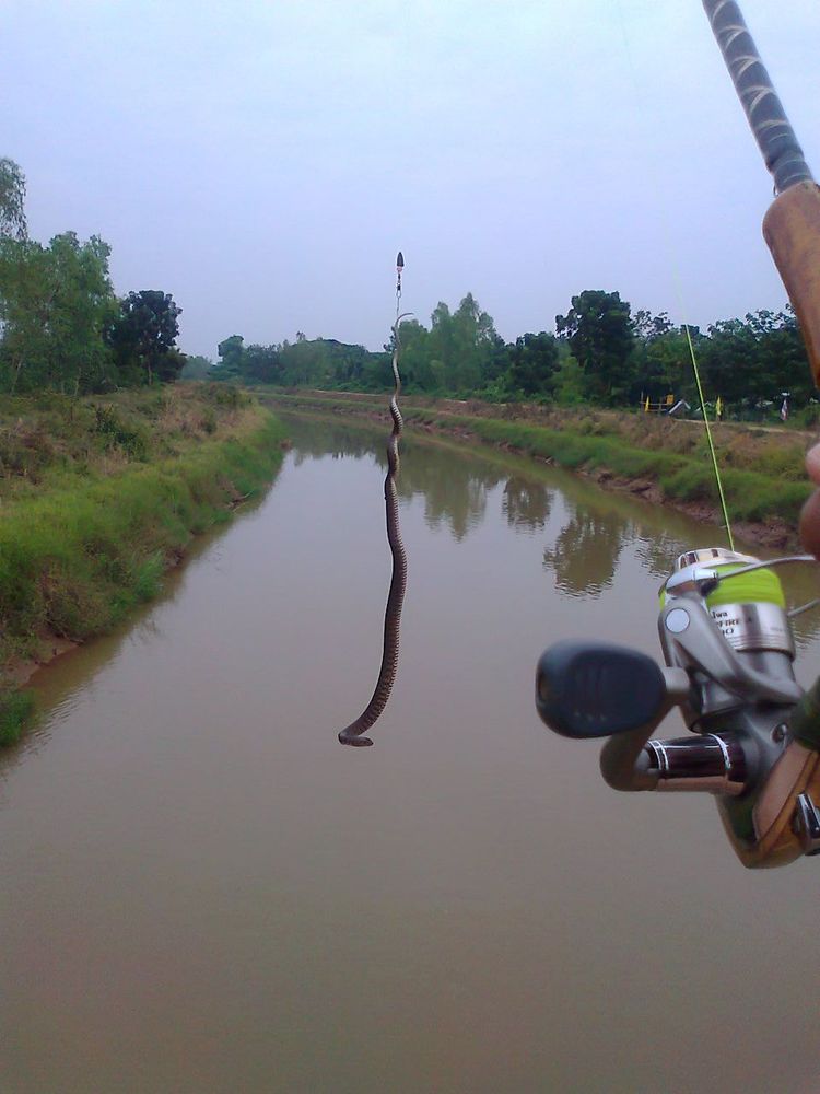 คลองชล พิจิตร