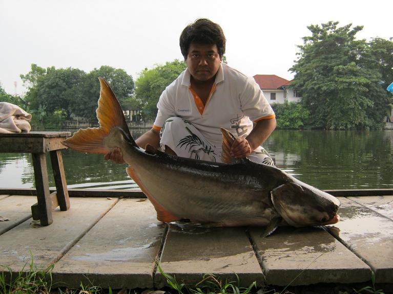 บึกเงาน้ำ โดยทีงาน  TRUE Online Fishing